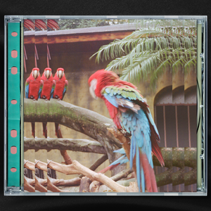 日本孕妇妊娠大肚子
